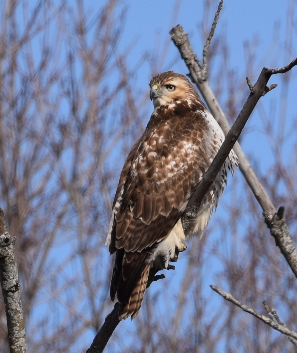 Red-tailed Hawk - ML614415487