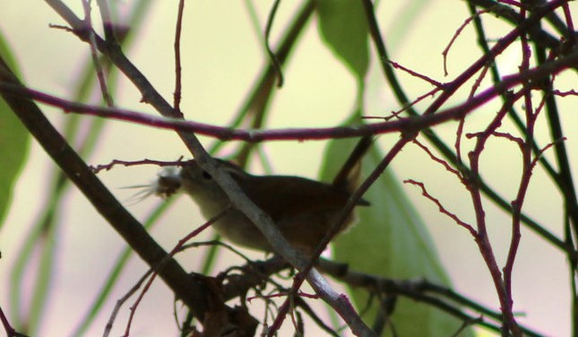 White-bellied Wren - ML614415492