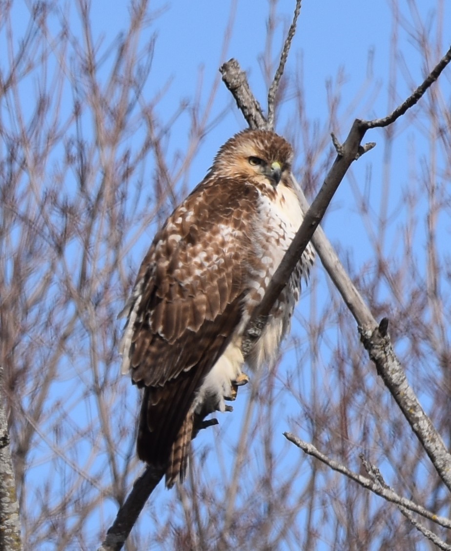 Red-tailed Hawk - ML614415518