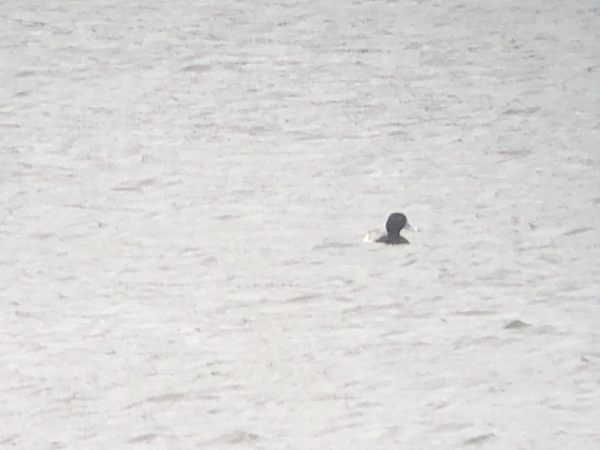 Greater Scaup - ML614415534