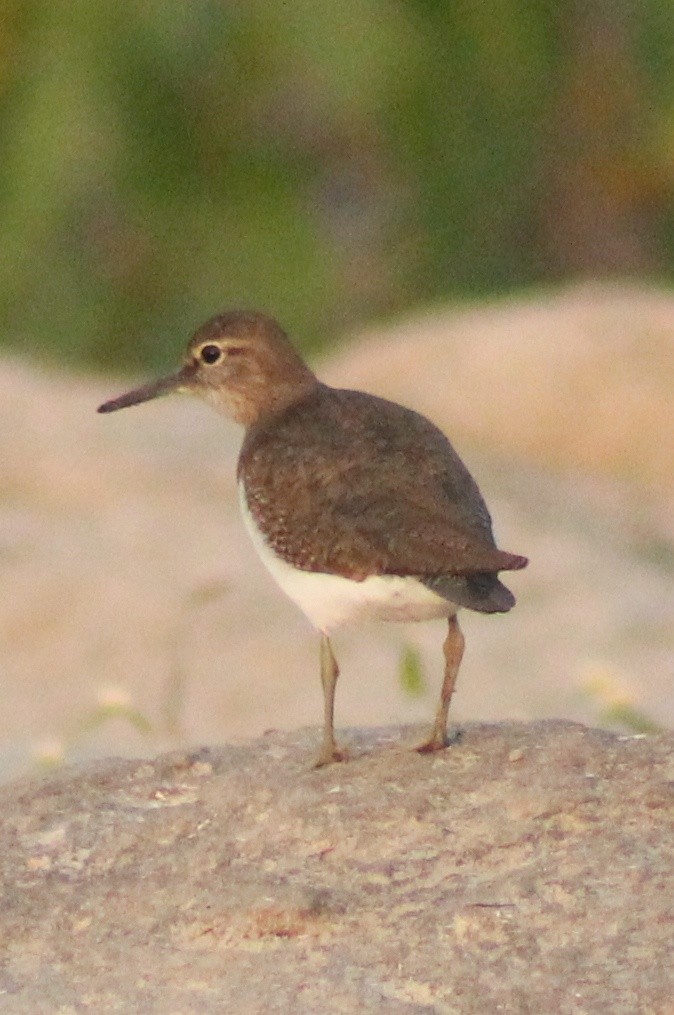 Common Sandpiper - ML614415552