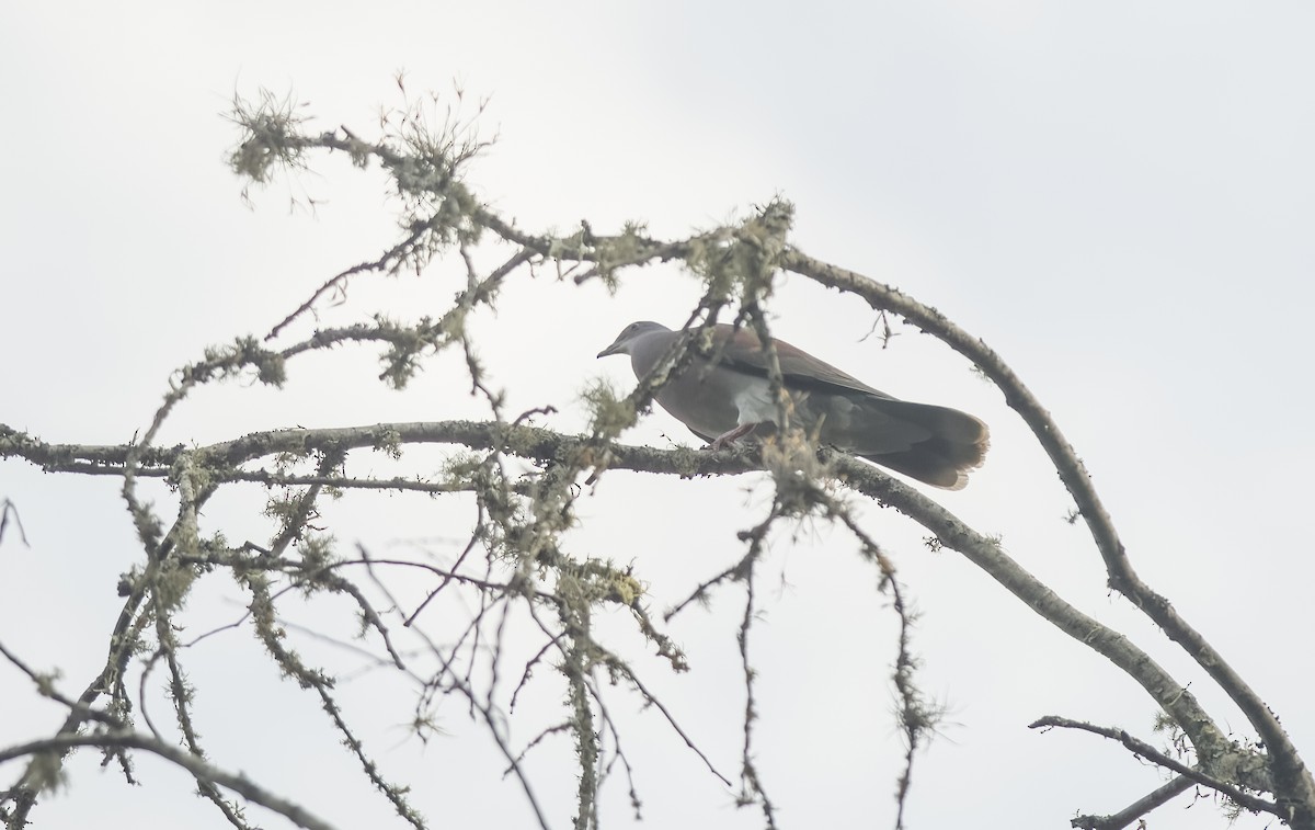 Pale-vented Pigeon - ML614415559