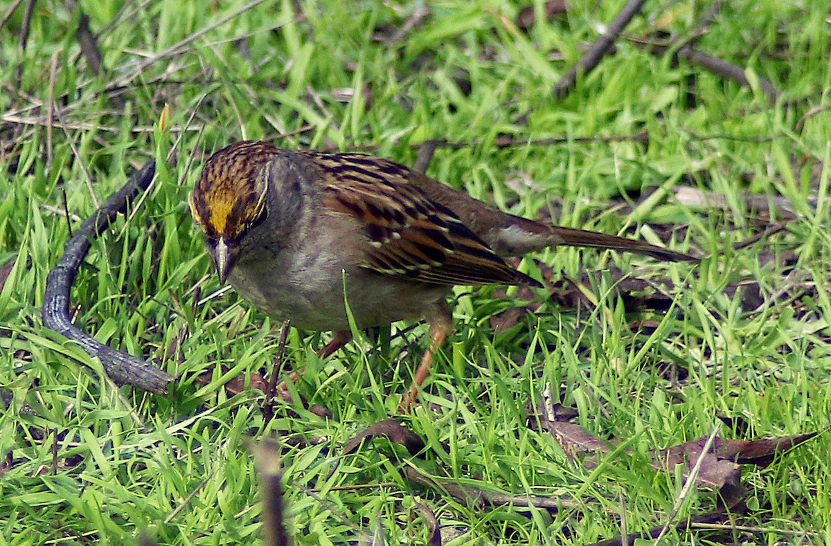 Golden-crowned Sparrow - ML614415590