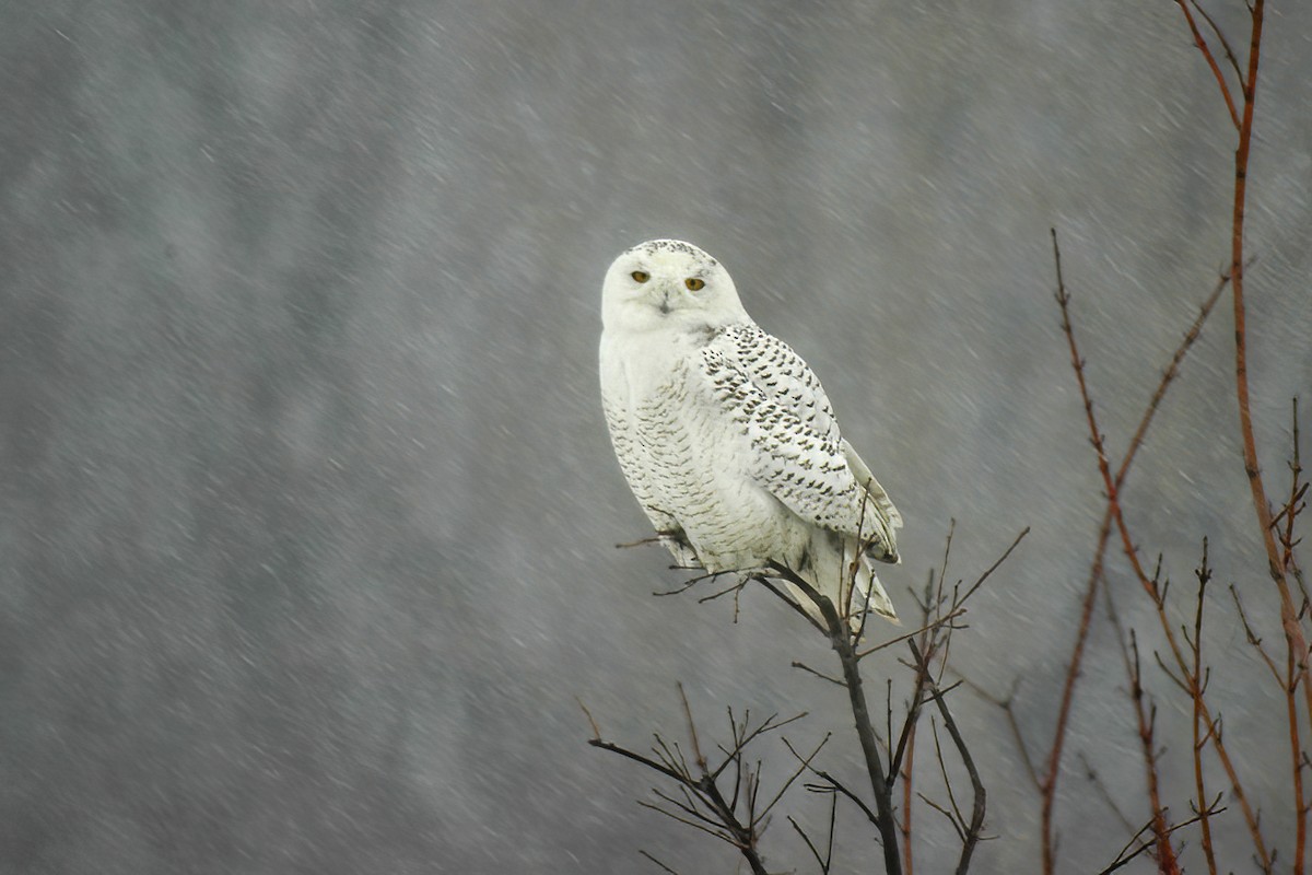 Snowy Owl - Allen Chartier