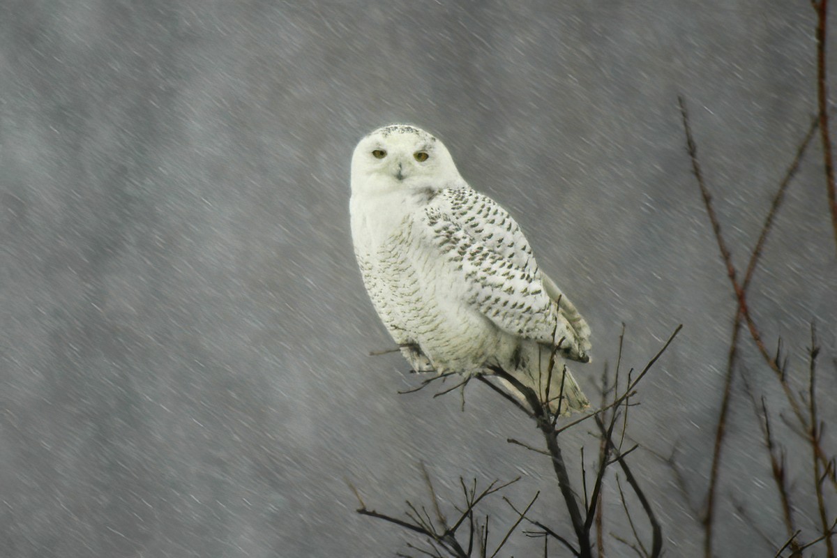 Snowy Owl - Allen Chartier