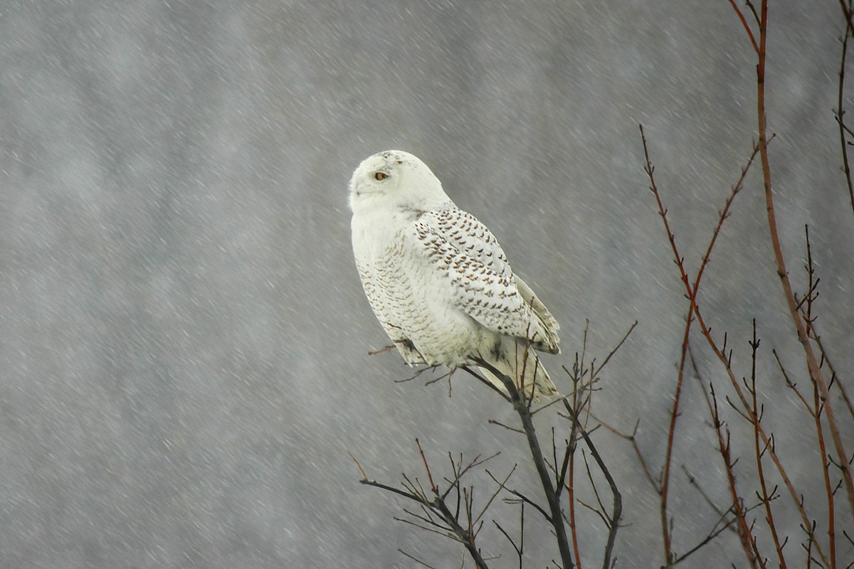 Harfang des neiges - ML614415611