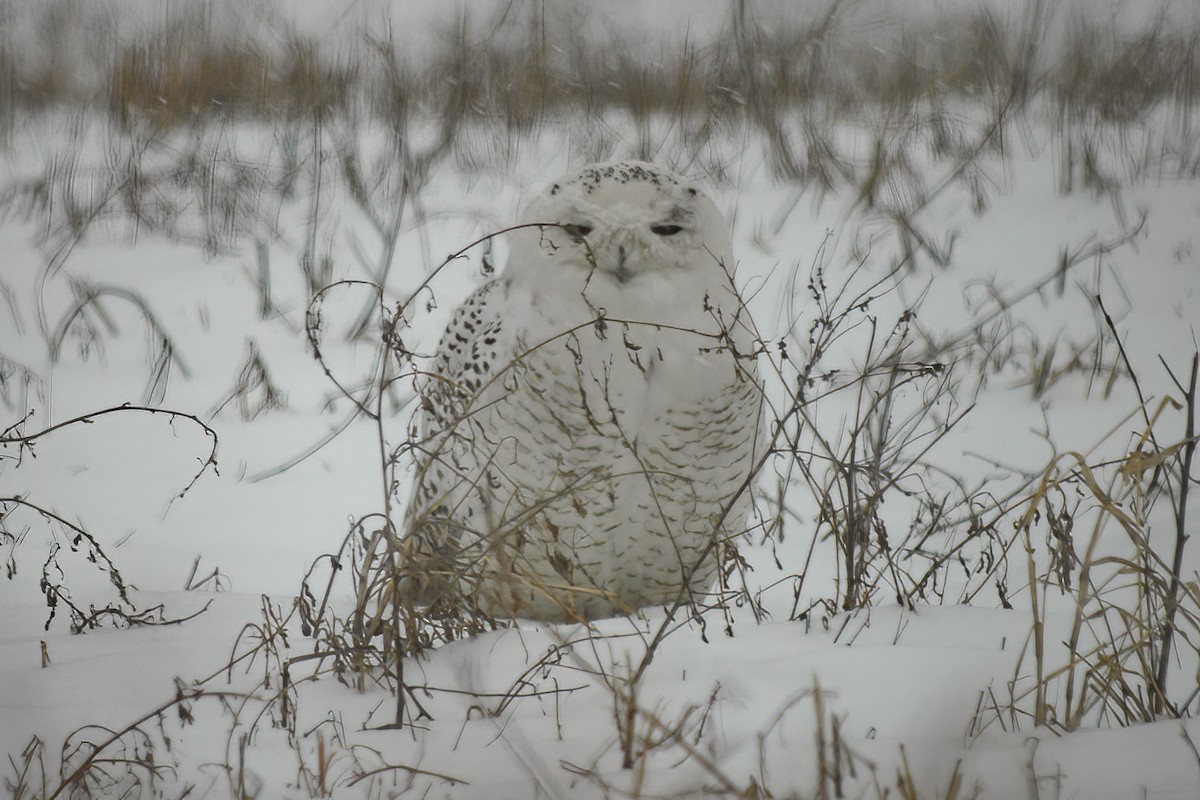 Snowy Owl - Allen Chartier