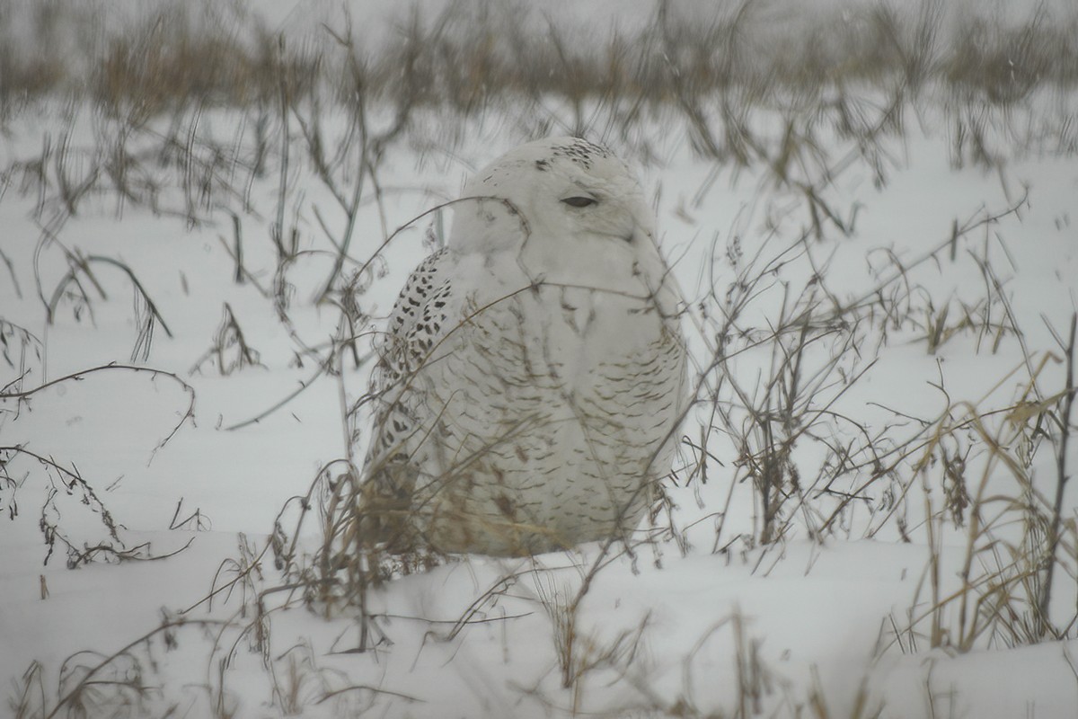 Snowy Owl - Allen Chartier