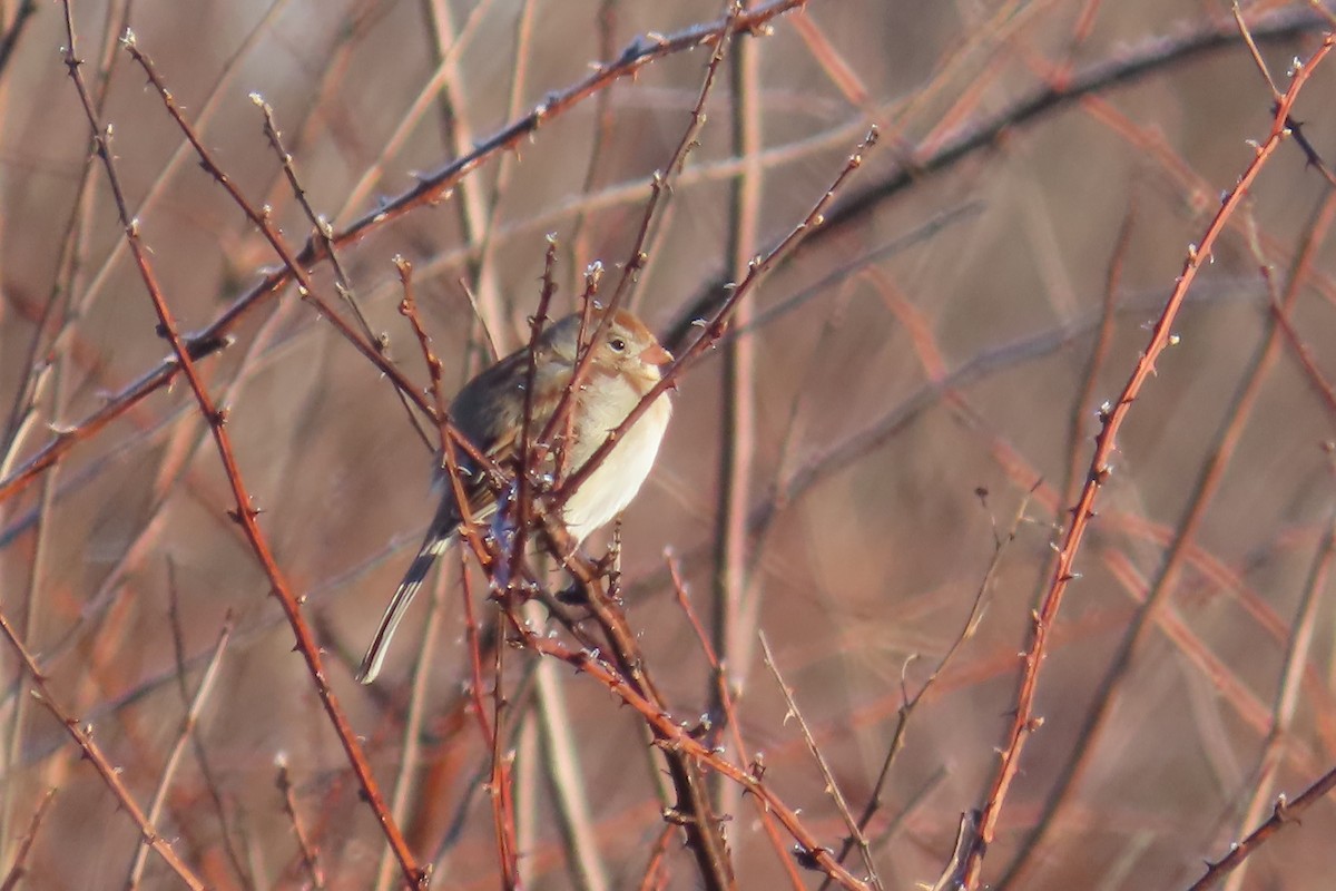 Field Sparrow - ML614415645
