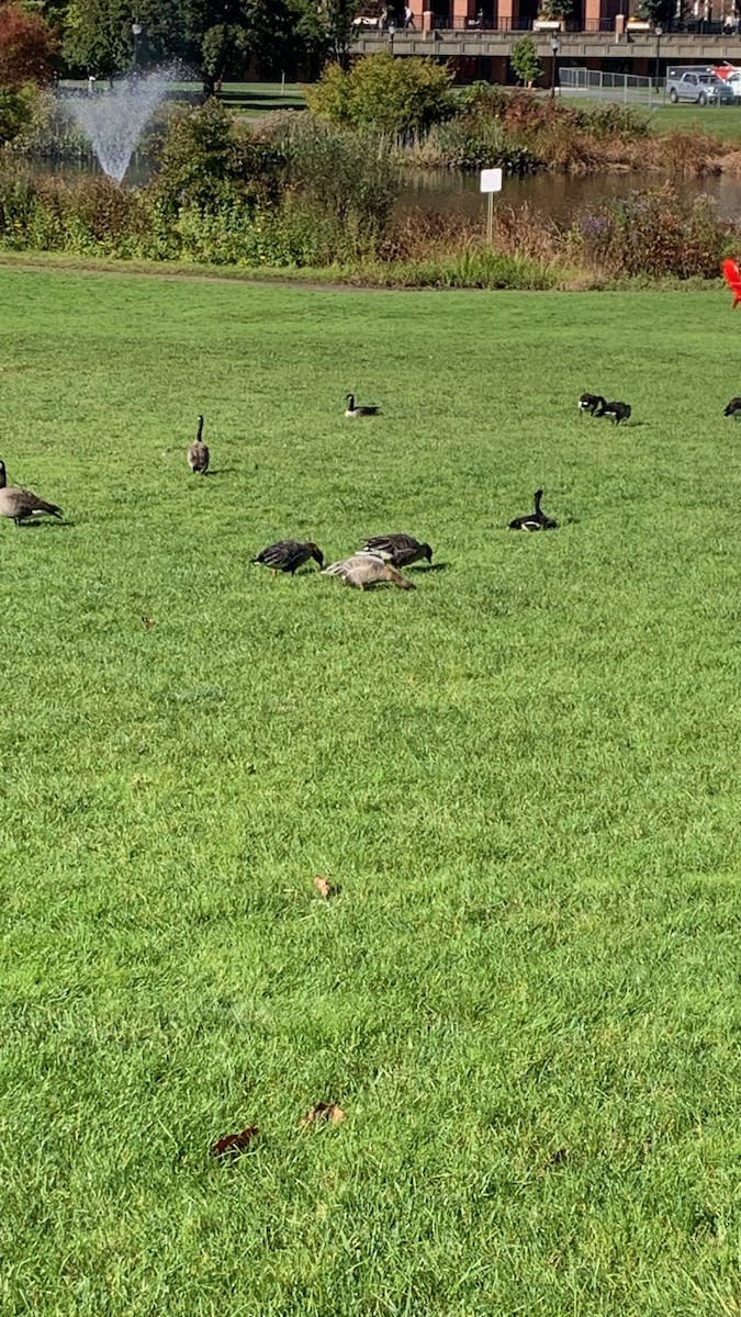 Pink-footed Goose - ML614415663