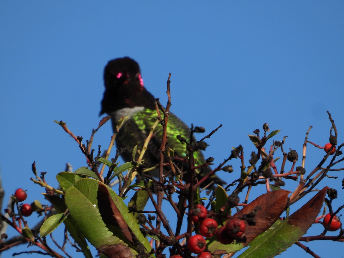 Anna's Hummingbird - ML614415678