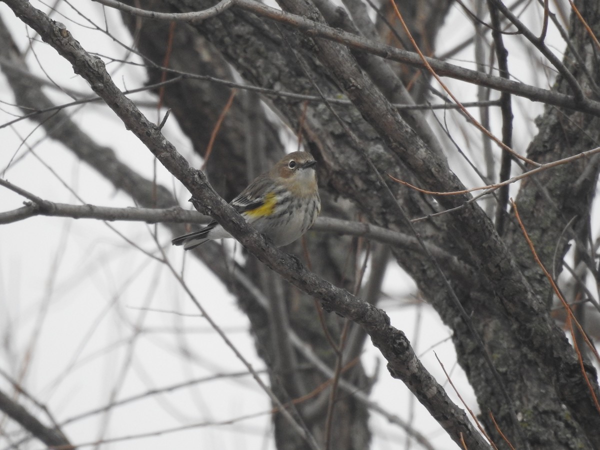 Yellow-rumped Warbler - ML614415687