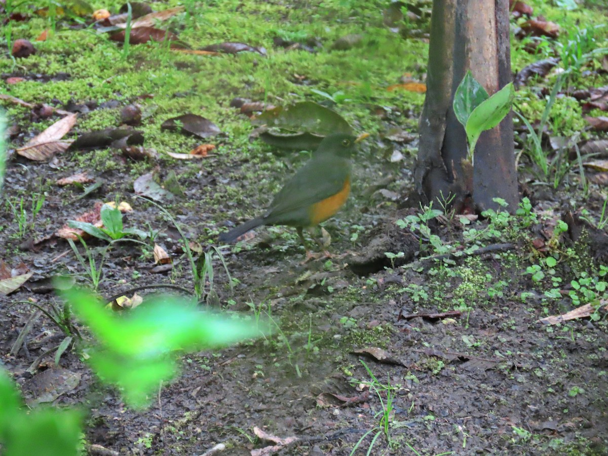 Chestnut-bellied Thrush - ML614415709