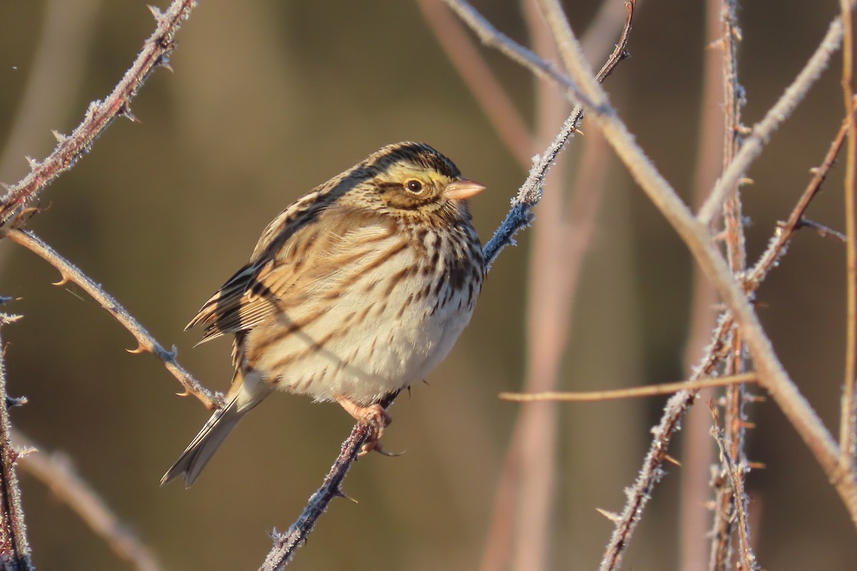 Savannah Sparrow - ML614415746