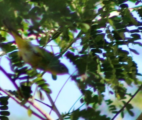 Virginia's Warbler - ML614415799