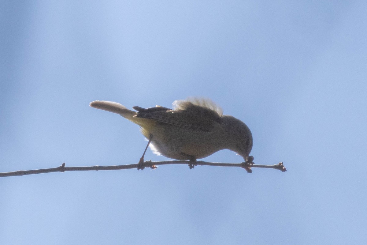 Orange-crowned Warbler - ML614415811