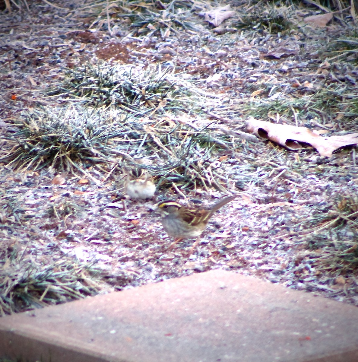 Clay-colored Sparrow - Lisa Anderson