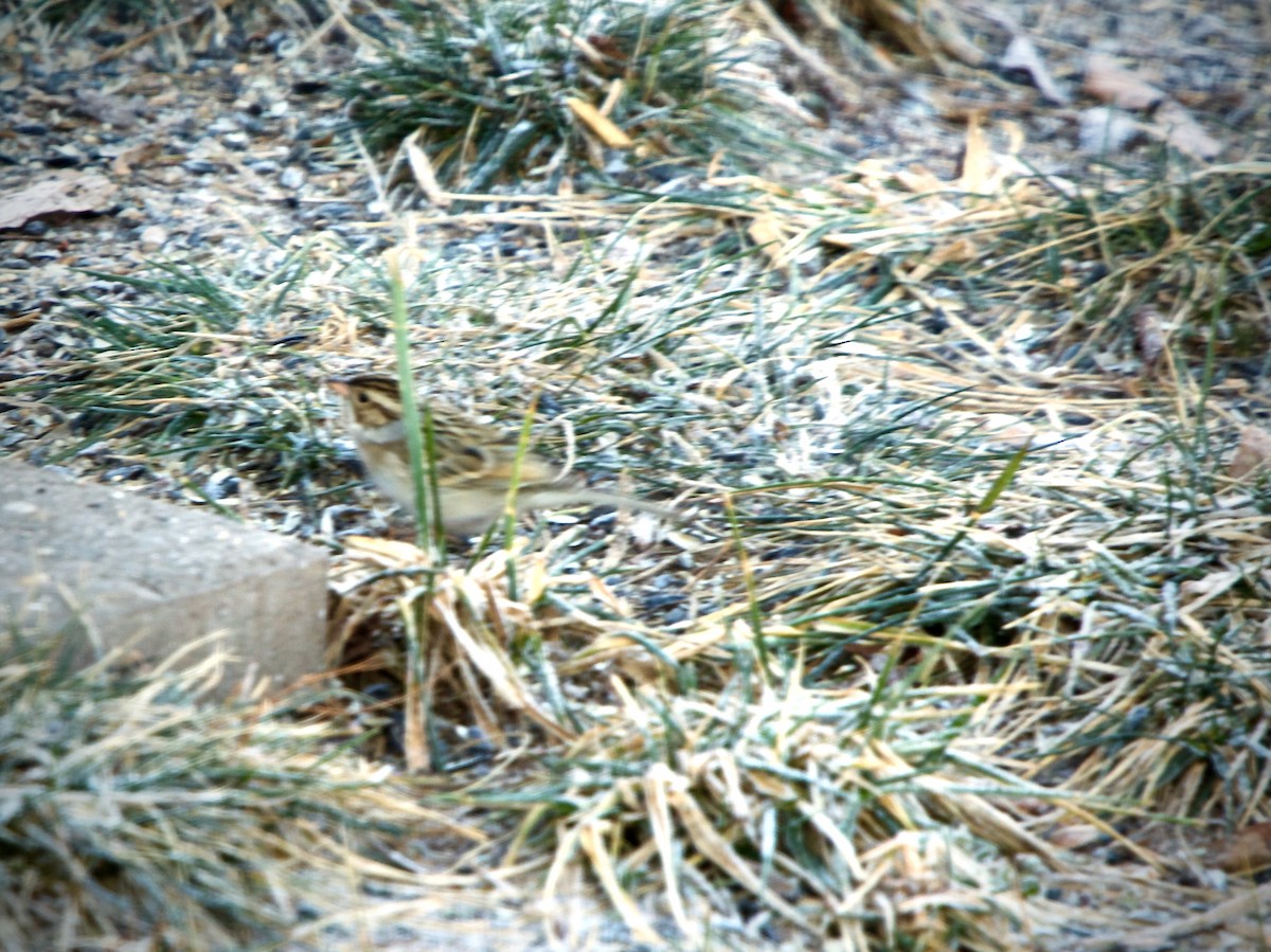 Clay-colored Sparrow - Lisa Anderson