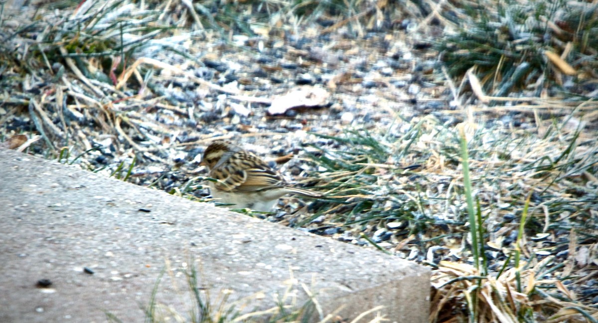 Clay-colored Sparrow - ML614415816