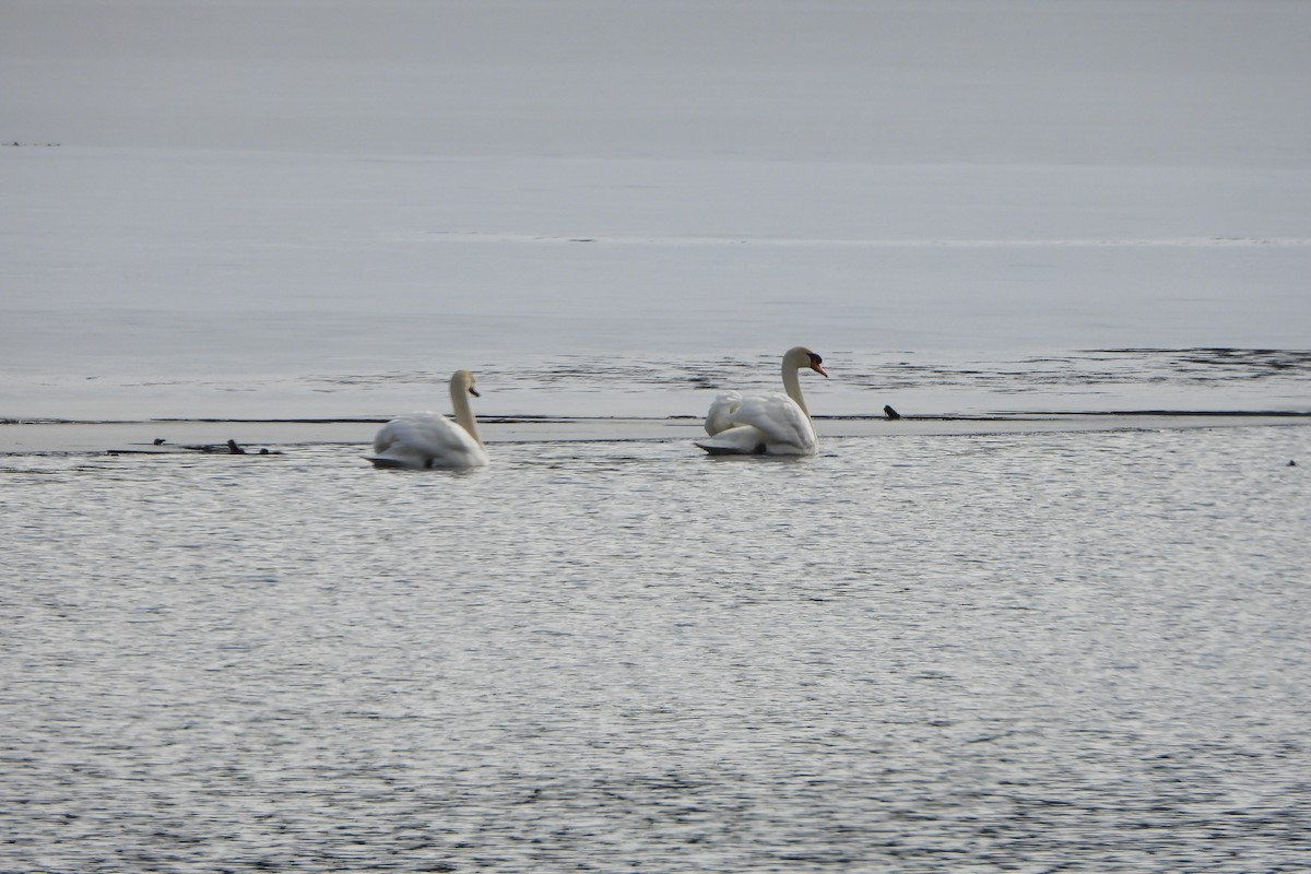 Mute Swan - ML614415830