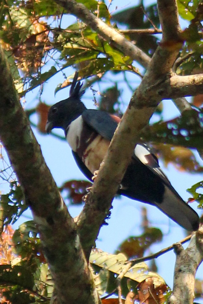 Black Baza - ML614415835