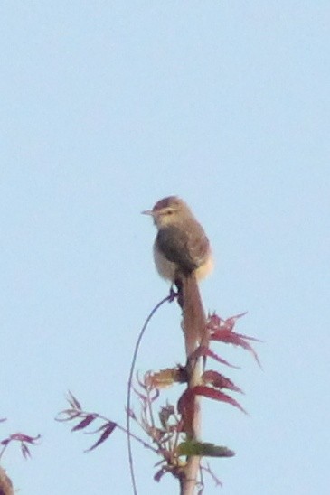 Plain Prinia - Madhavi Babtiwale