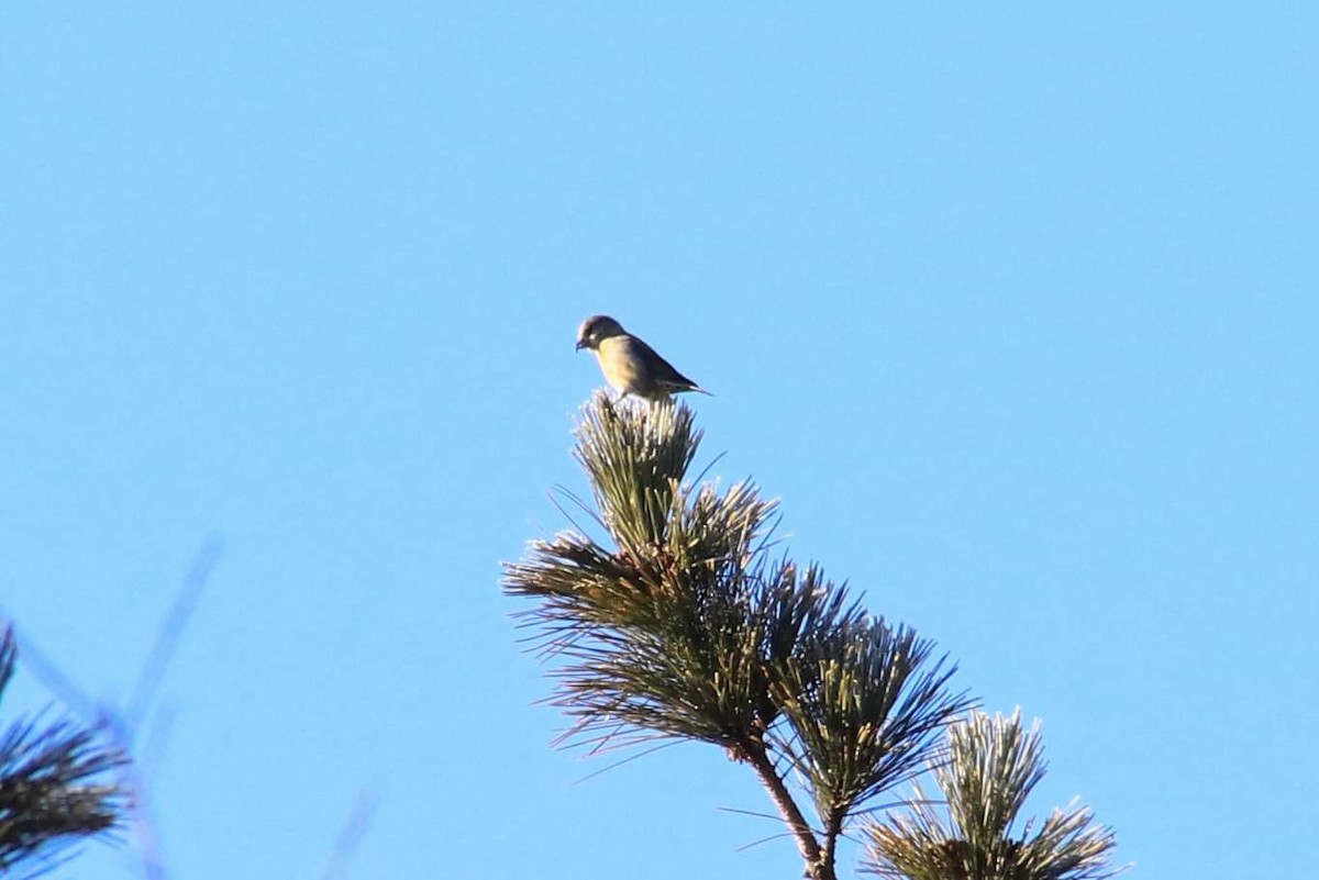 Bec-croisé des sapins - ML614415884