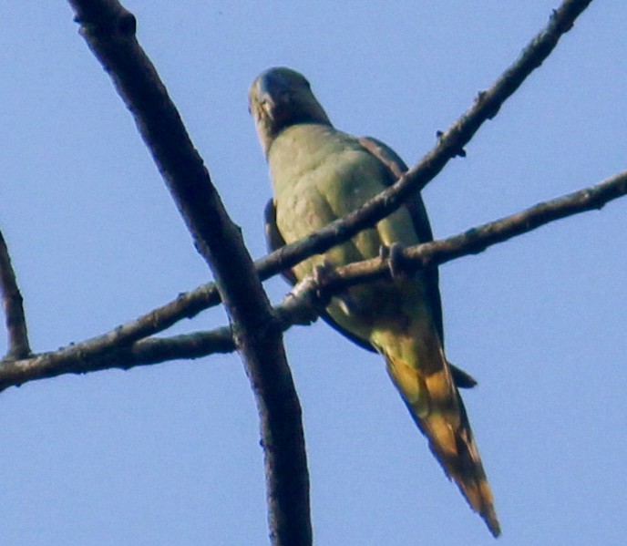 Malabar Parakeet - ML614415928