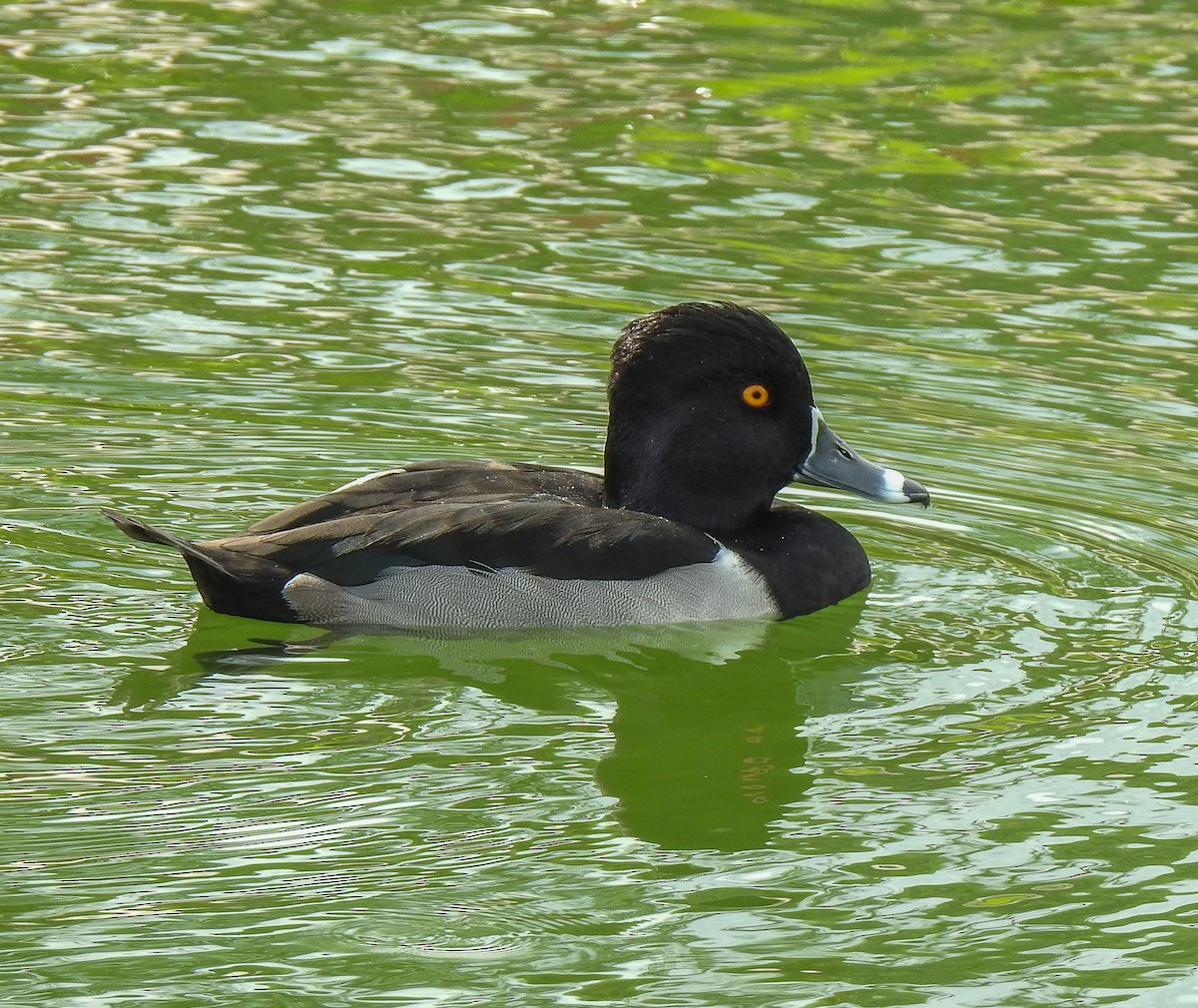 Ring-necked Duck - ML614415930