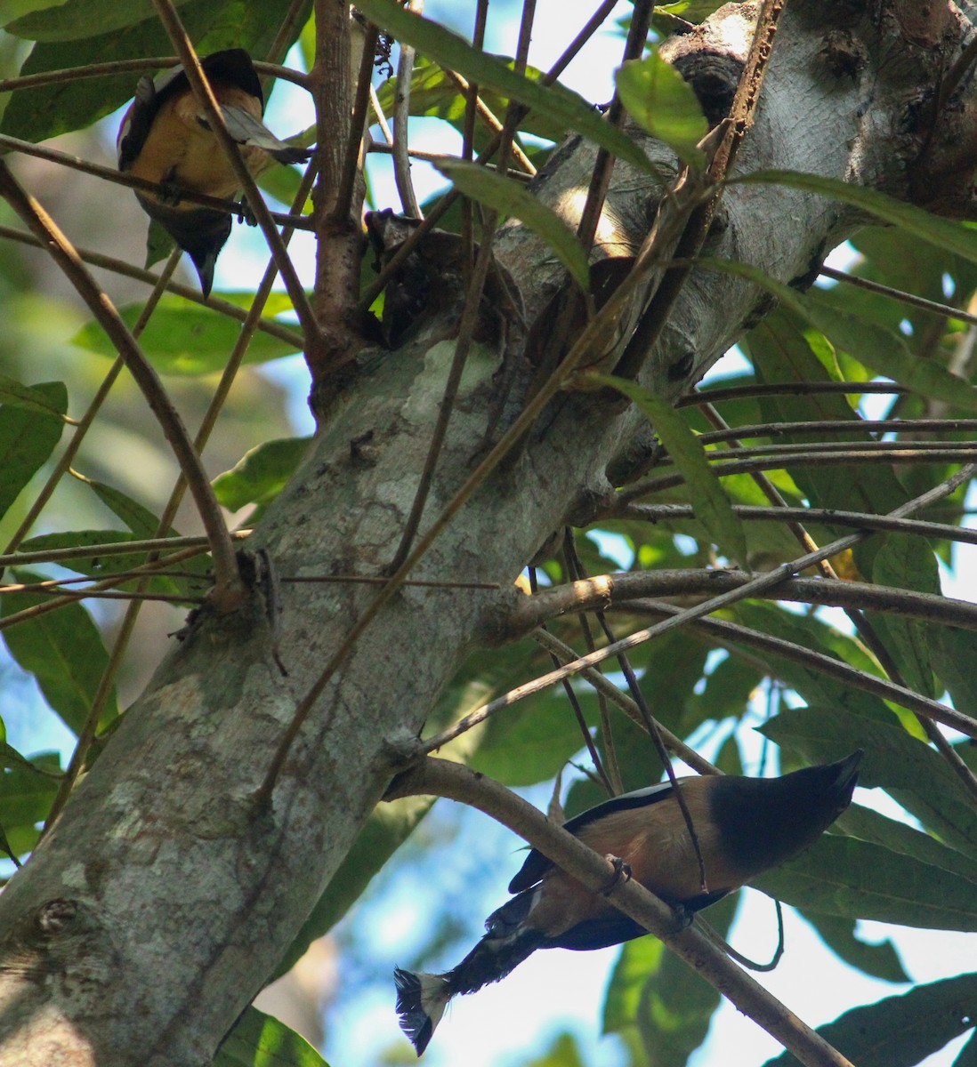 Rufous Treepie - ML614416048