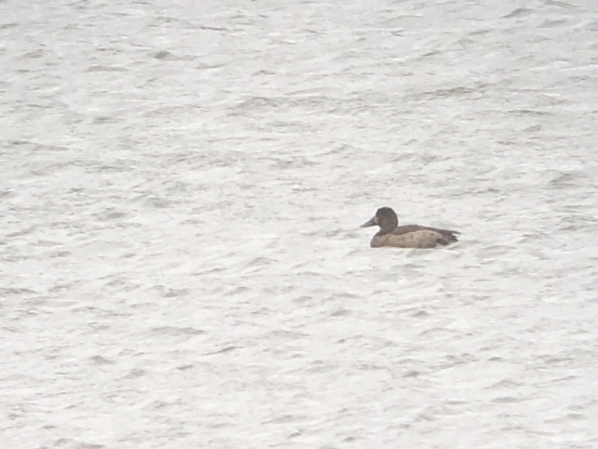 Greater Scaup - ML614416066