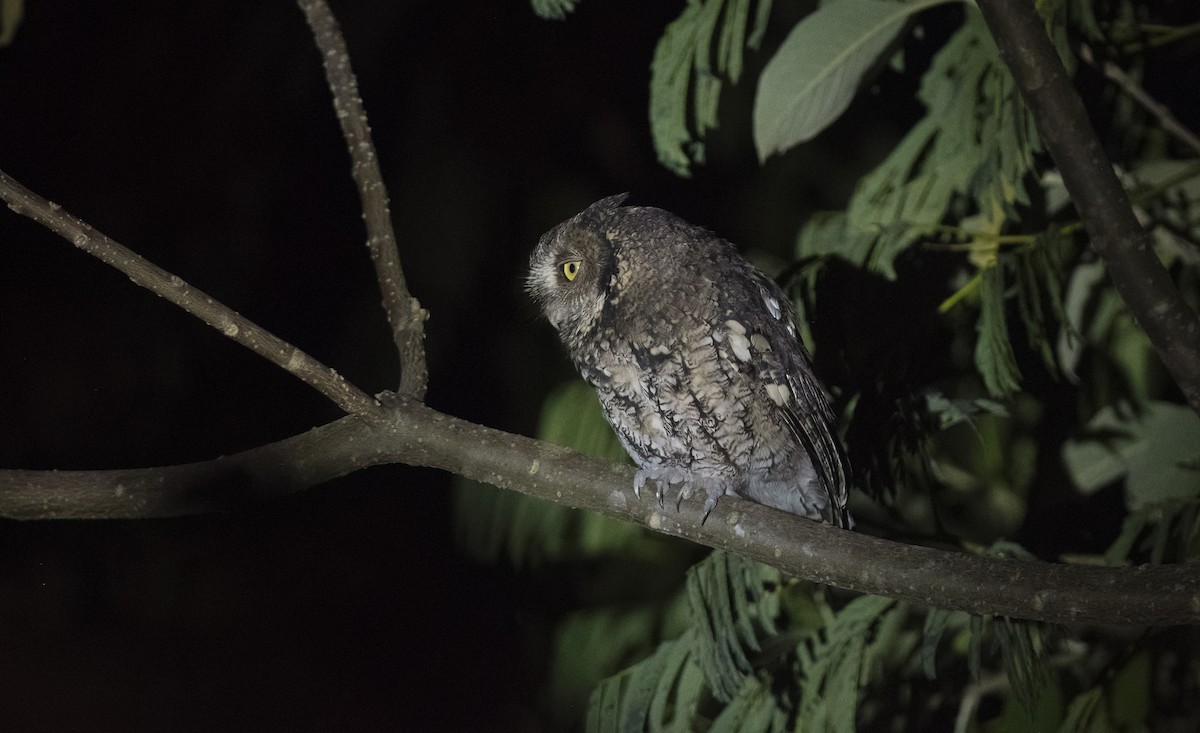 Montane Forest Screech-Owl - Giselle Mangini