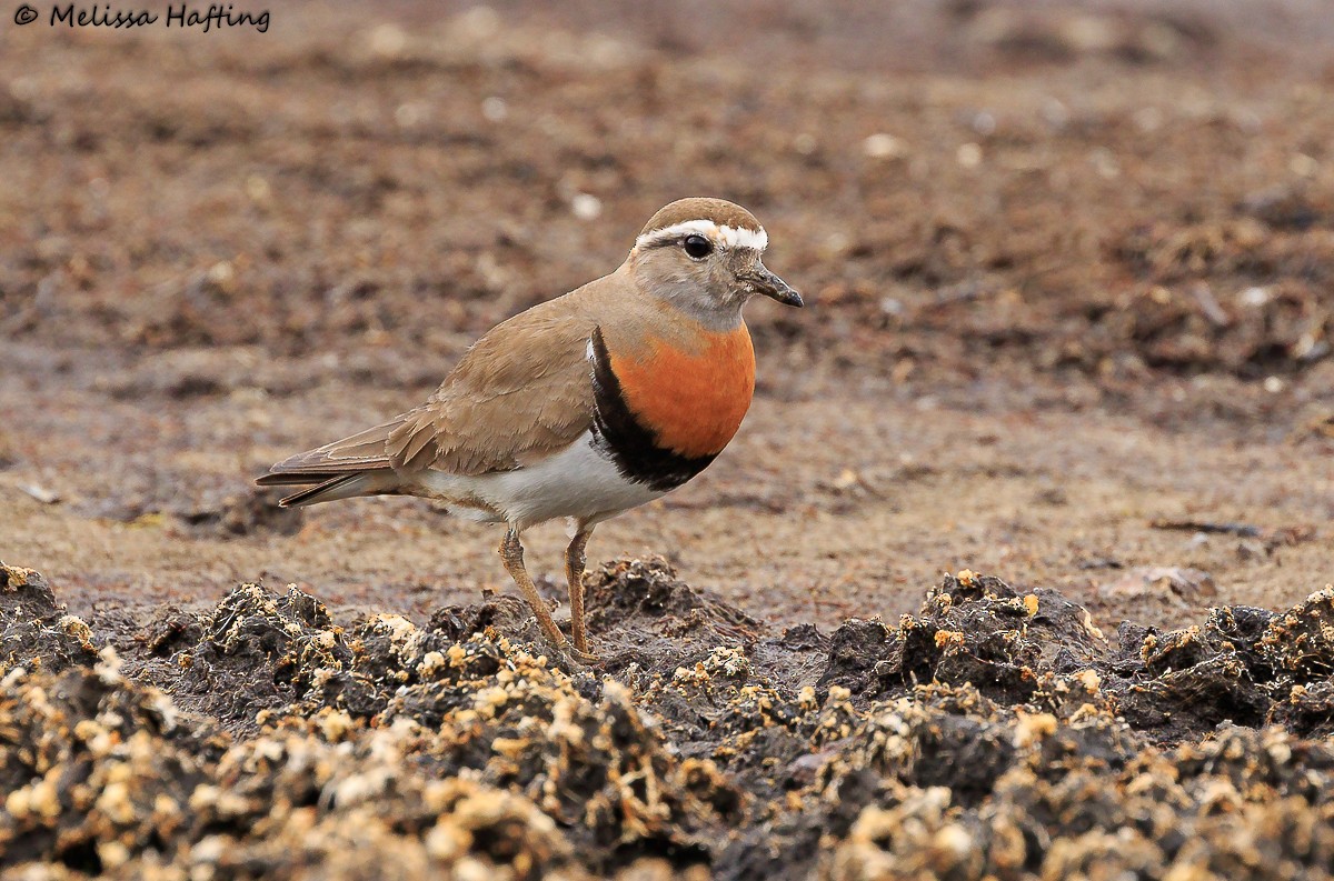 Rufous-chested Dotterel - Melissa Hafting