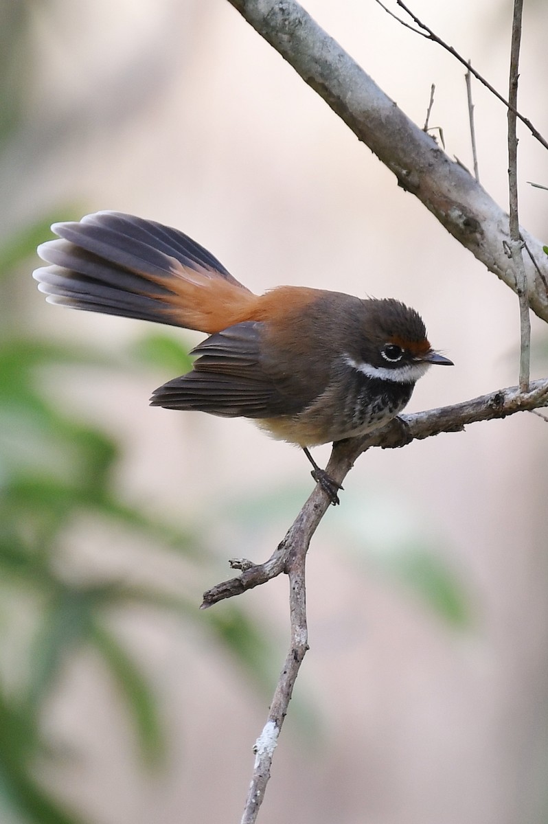 Australian Rufous Fantail - ML61441621