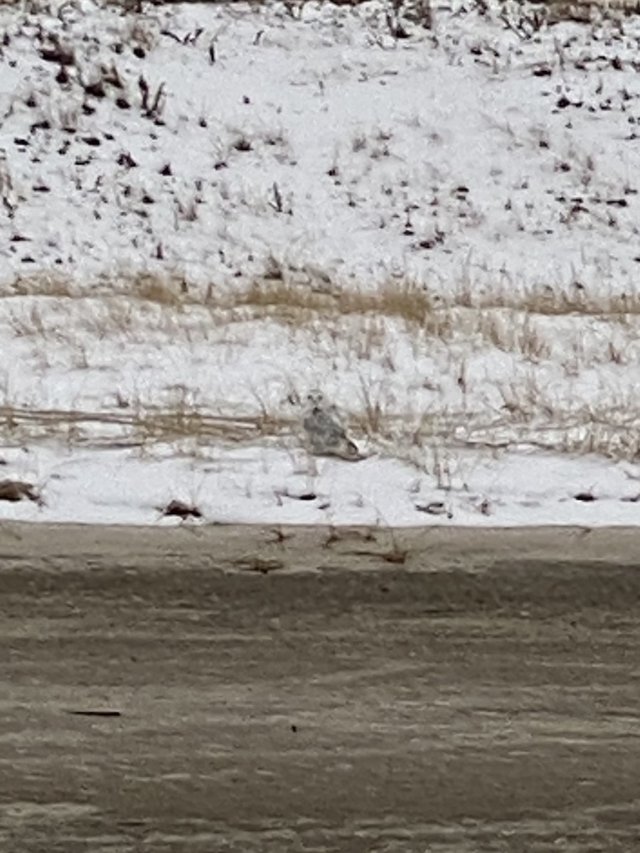 Snowy Owl - Luke Merz