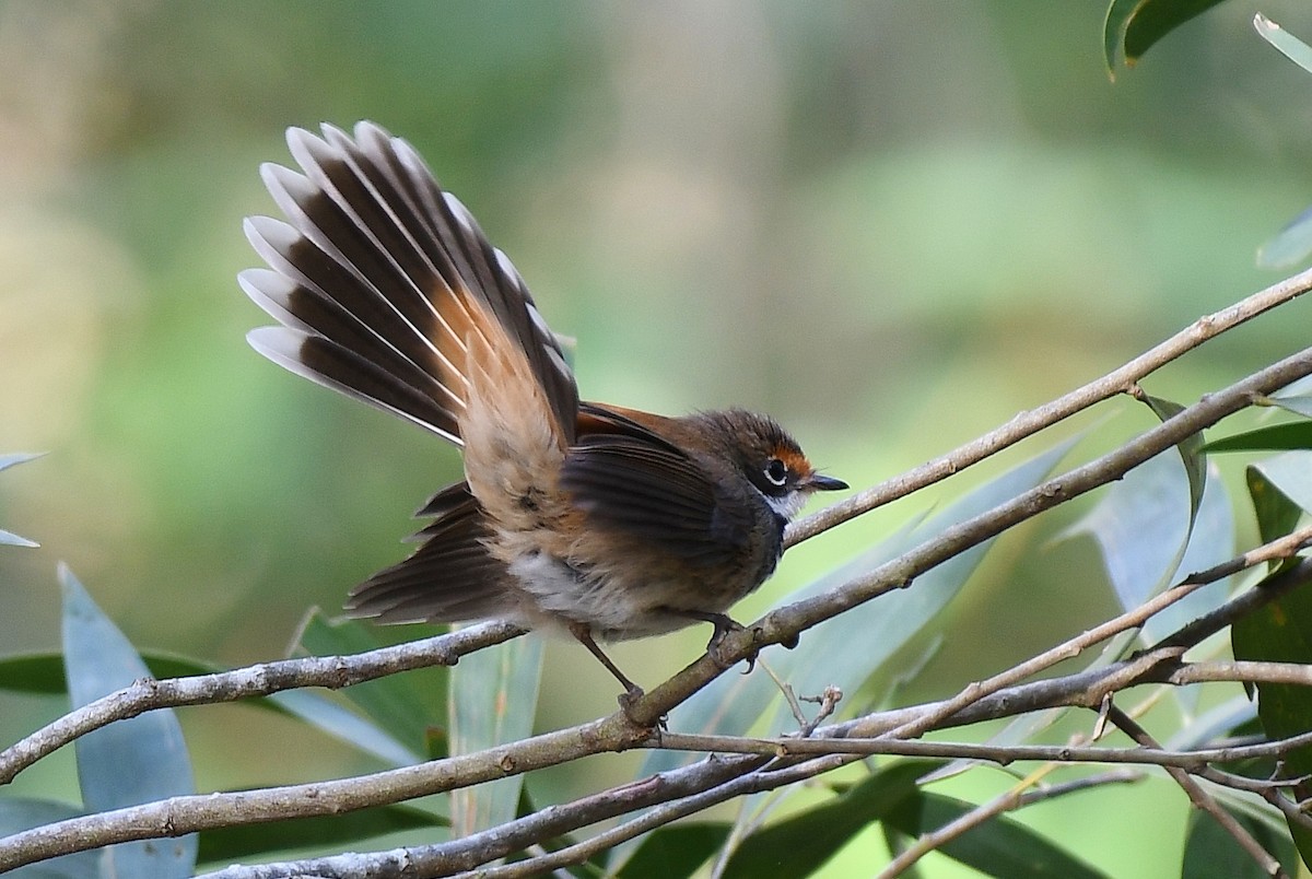 Australian Rufous Fantail - ML61441631