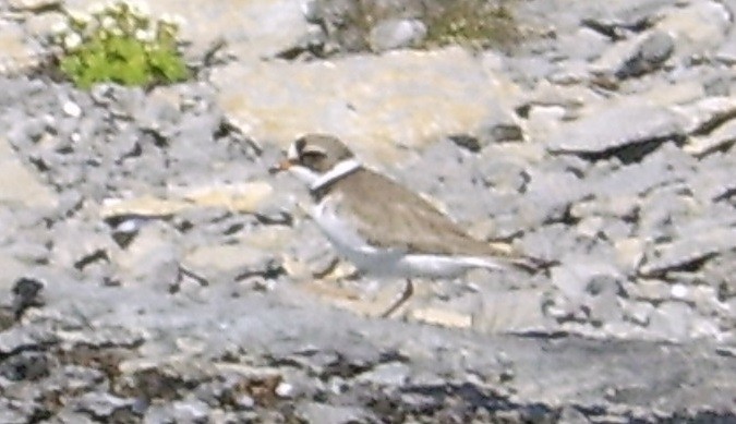 Semipalmated Plover - ML614416312