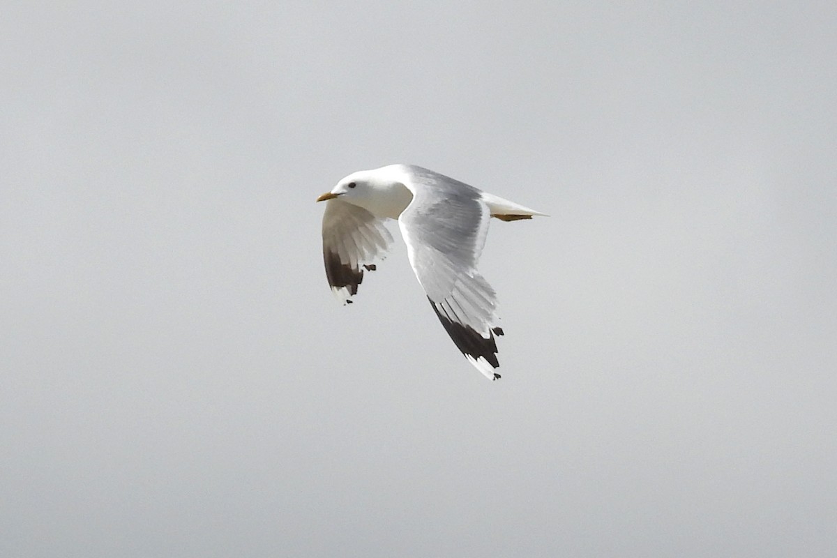 Common Gull - ML614416330