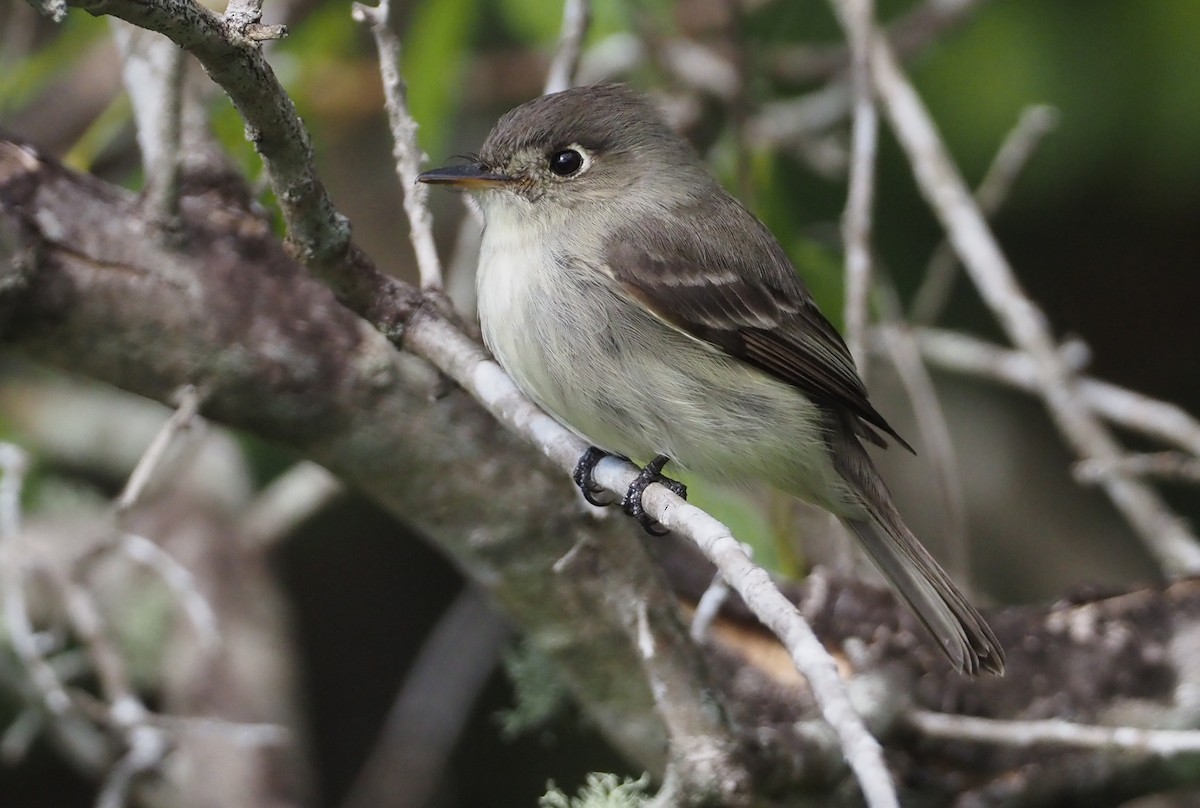 Cuban Pewee - ML614416336