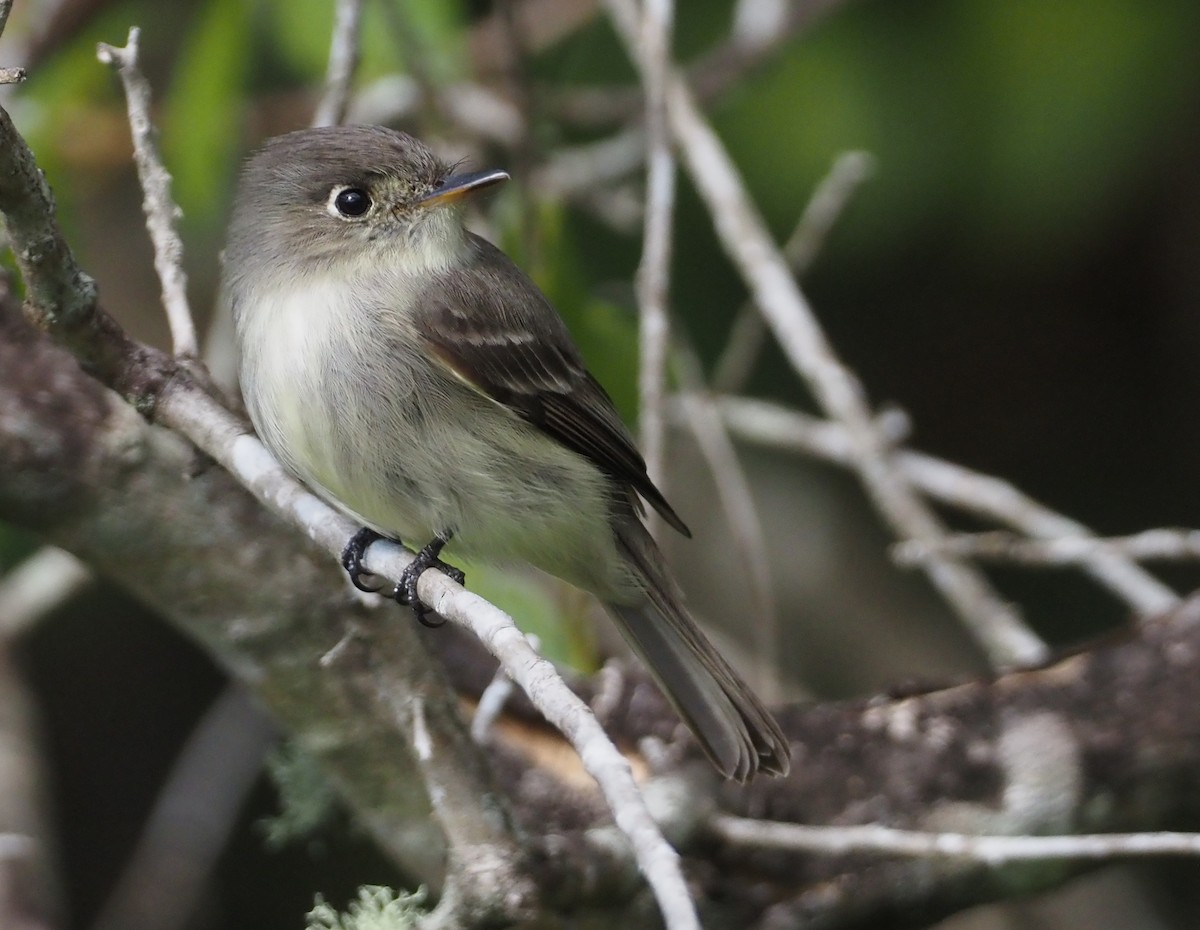 Cuban Pewee - ML614416370