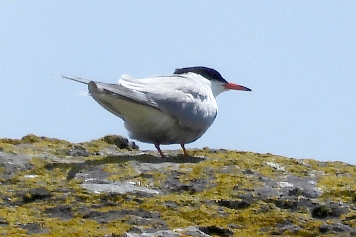 Common Tern - ML614416374