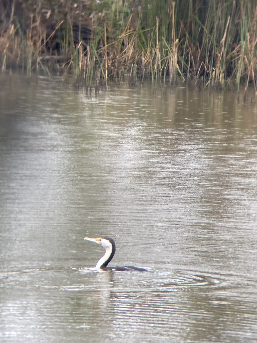 Pied Cormorant - ML614416390