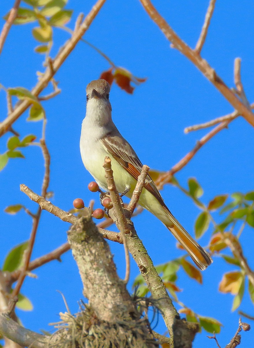 Ash-throated Flycatcher - ML614416393