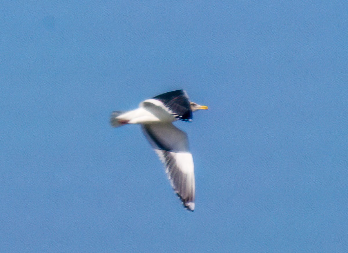 Slaty-backed Gull - Christine Andrews