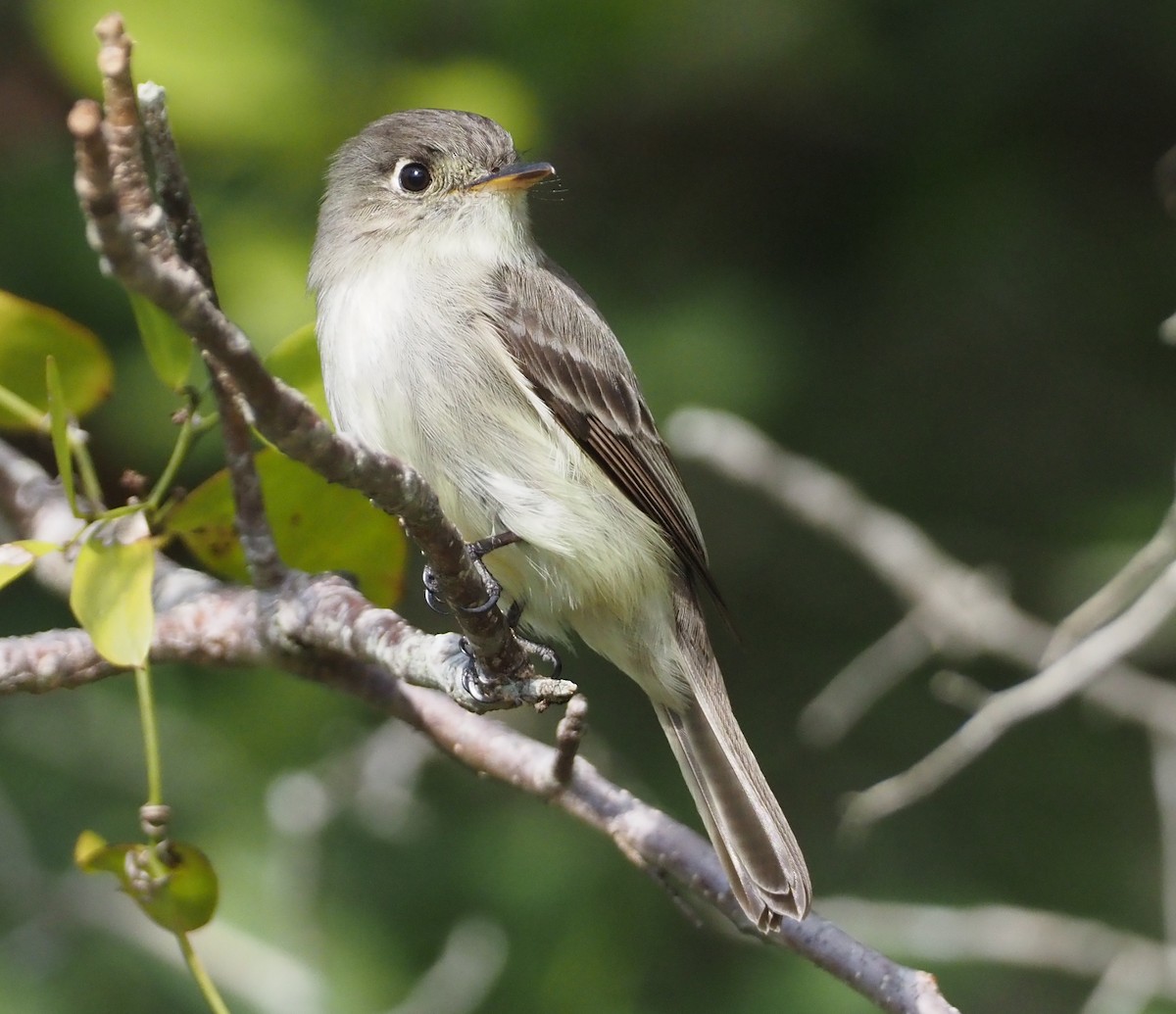 Cuban Pewee - ML614416505