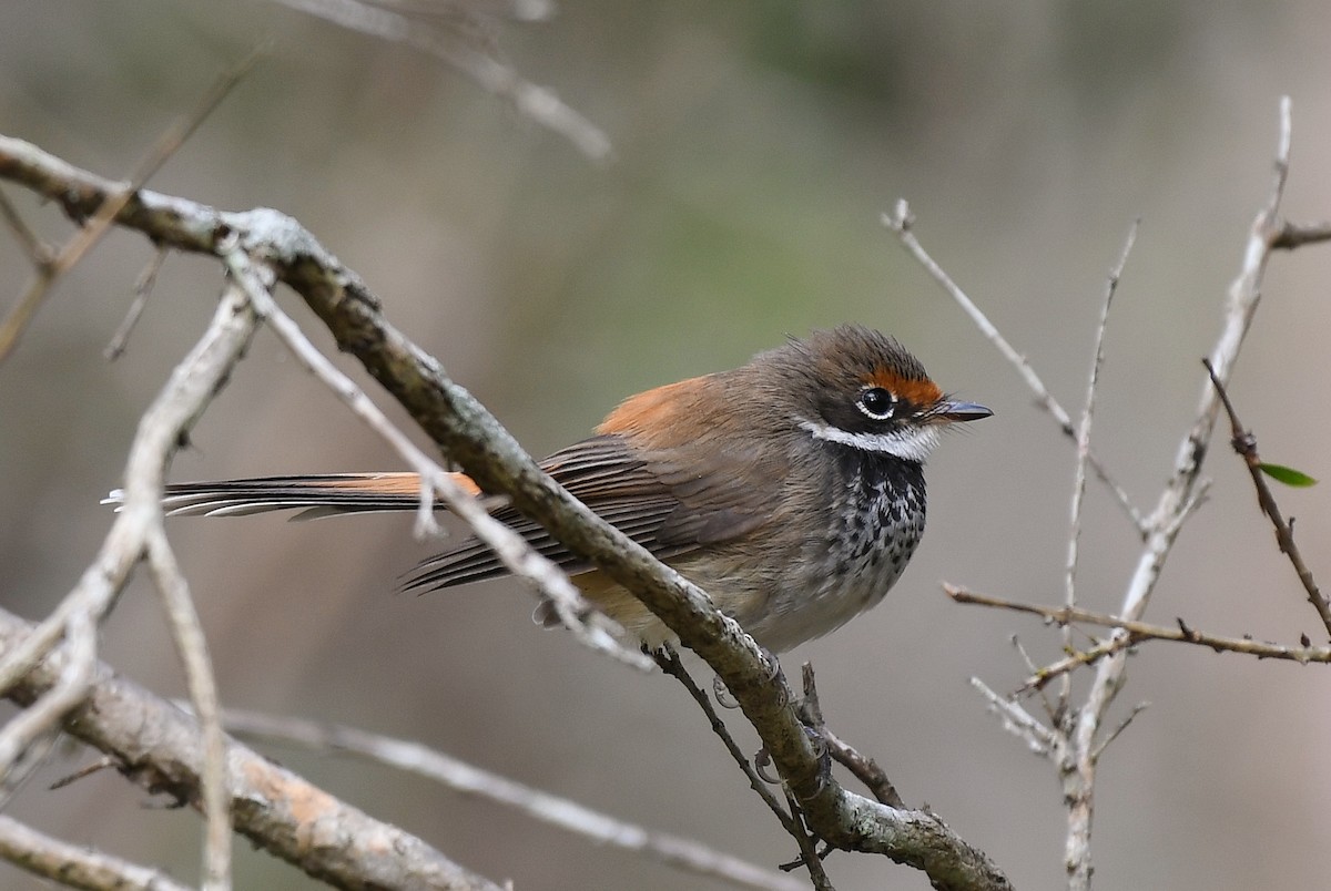 Australian Rufous Fantail - ML61441651