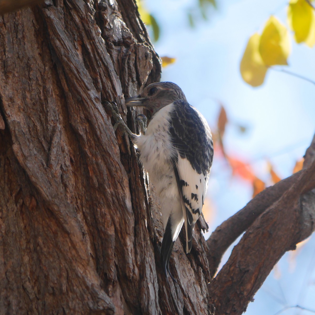 Red-headed Woodpecker - ML614416514