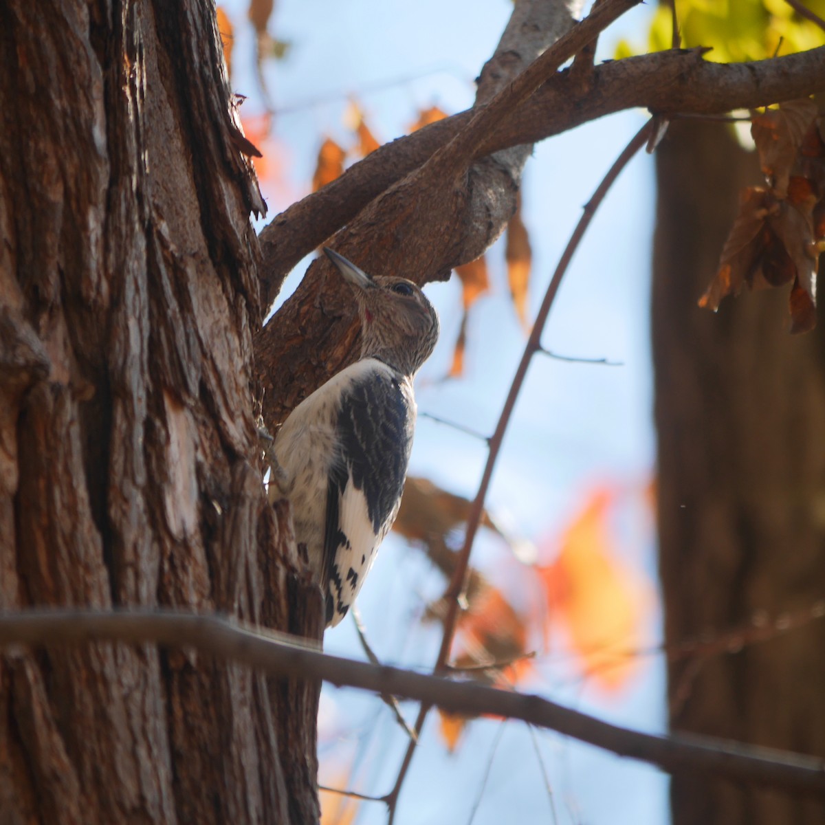 Red-headed Woodpecker - ML614416515