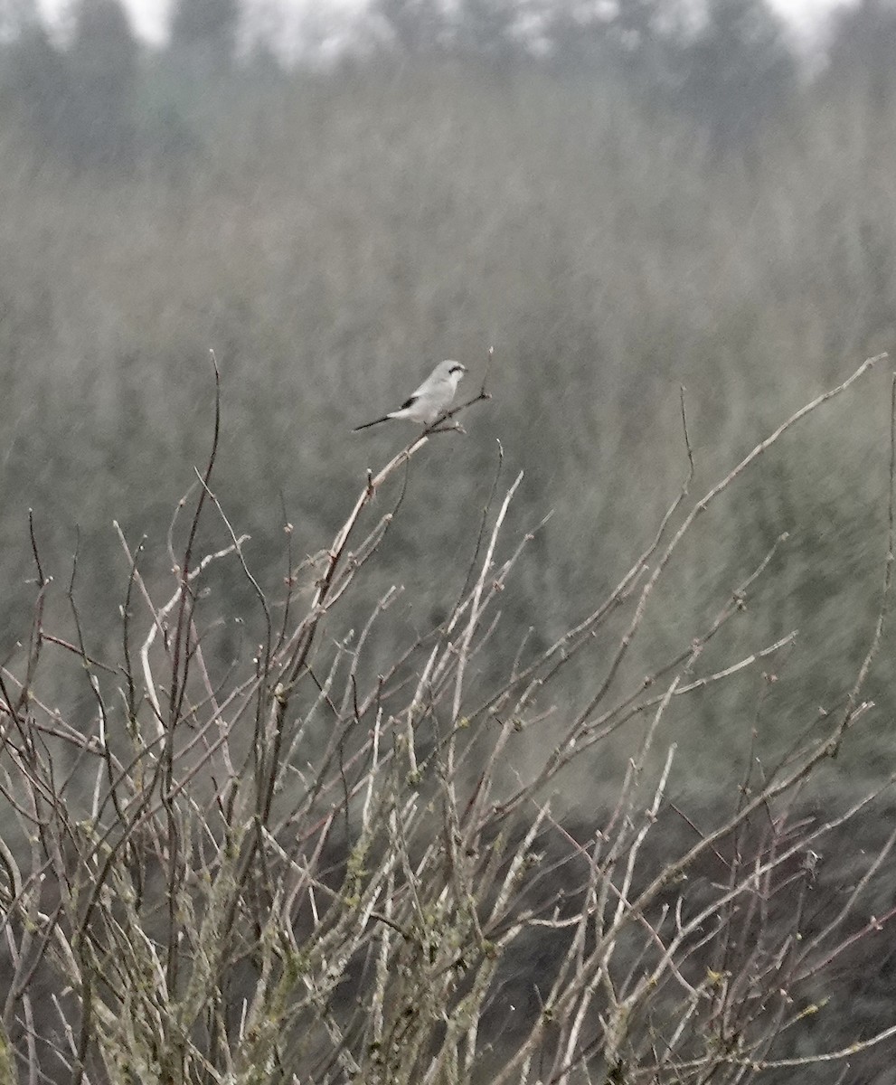 Northern Shrike - ML614416606