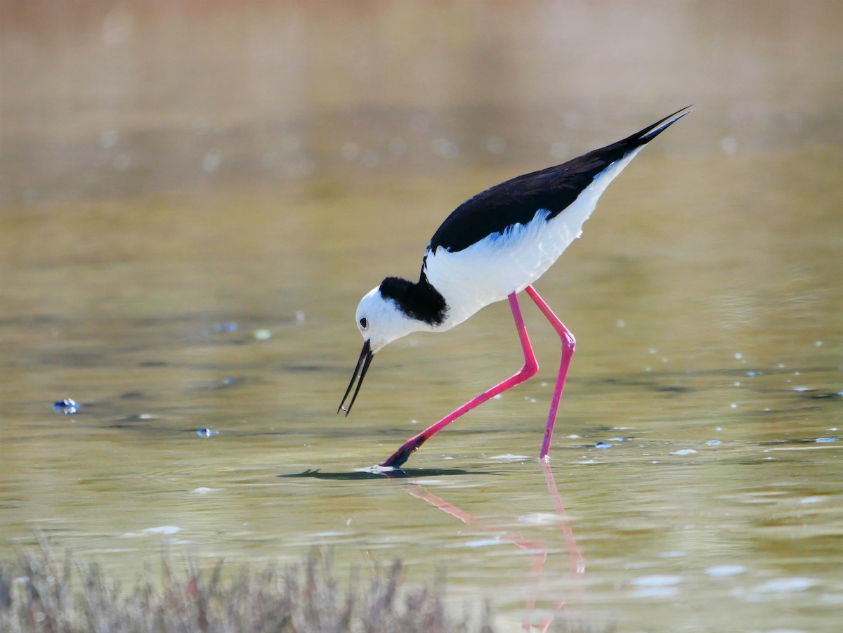 Pied Stilt - ML614416671